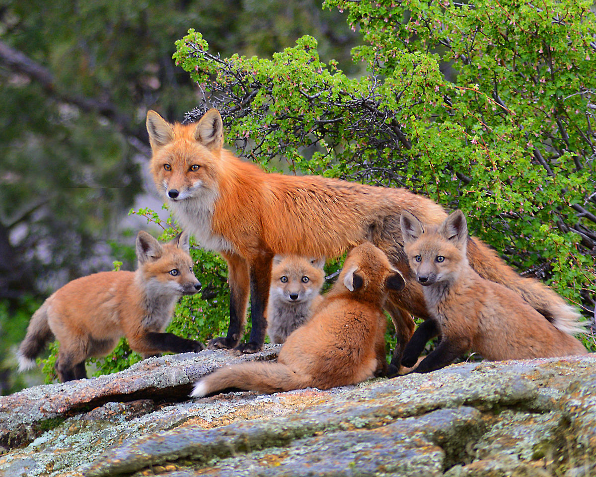 Fox and kits